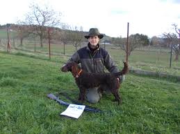 Image result for americký vodní španěl