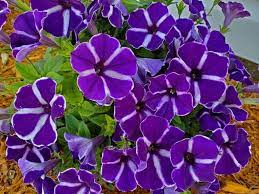 How Long Do Petunias Last The Flowers And The Plants Themselves The Practical Planter