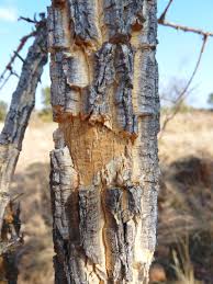 Image result for Strychnos cocculoides