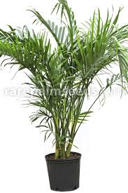 Image result for Chamaedorea cataractarum