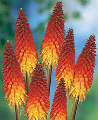 Torch Lilies They Haven T Come Up But They Are Planted In My Back Yard Red Hot Poker Plant Rare Flowers Amazing Flowers