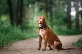 2.4k likes · 49 talking about this · 397 were here. Red Nose Pitbulls The Ultimate Dog For The Committed Owner Animalso