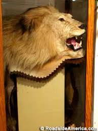 Mayer 's company), there have been around five different lions used for the mgm logo. Skin Of Leo Mgm Lion Gone Mcpherson Kansas