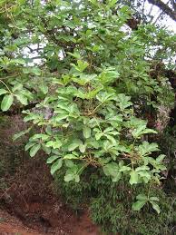Image result for Vitex madiensis
