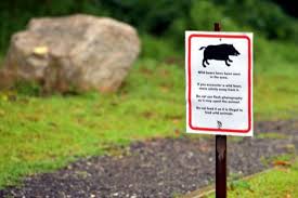 Ms news has reached out to the netizen to verify the time and location of. 9 People Caught Feeding Watching Wild Boars To Be Charged With Breaching Circuit Breaker Rules Nparks Sfj Sqfeed Journal