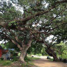 Live Oaks Are Like Sunsets Impossible To Truly Capture Live Oak Trees In Round Top Texas Live Oak Trees Live Oaks Only In Texas