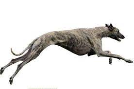 Greyhounds For Sale Greyhound Puppies For Sale Online Vip Puppies Greyhound Puppy Puppies For Sale Large Dog Breeds