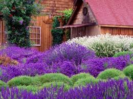 We did not find results for: Purple Flowers In Your Garden