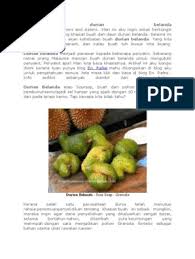 Amal makan setiap hari ulam raja. Khasiat Durian Belanda