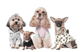 Many Brown Dog Puppies Funny Smiling Puppy Dog A Paw And Cute Puppy On White 4681892 Stock Photo At Vecteezy