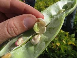 These pods and seeds vegetables are of the finest quality and are suitable to grow in any seasons, be it autumn or summer and winter. 2019 Dry Edible Bean Seasonal Summary Field Crop News