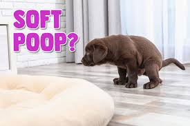 During this stage, puppies begin to walk, bark and wag their tails. How Long Does Puppy Poop Stay Soft Answered Houndgames