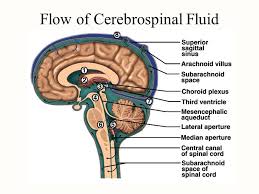 Cerebrospinal Fluid Margarethaydon Com