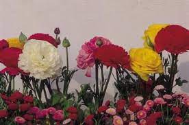 Carnation Plant Care Carnation Plants Carnation Flower Plant Care
