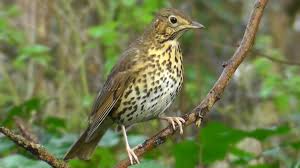 Bird Sounds Birds Singing Song Thrush Birds Singing Beautiful Relaxing Bird Sounds And Video Song Thrush Bird Common Garden Birds