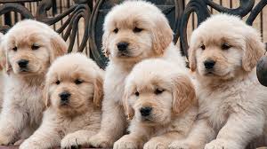 Find dogs and puppies for sale, near you and across australia. Five Golden Retriever Puppies Picture