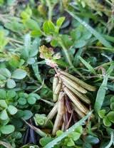Image result for Indigofera spicata