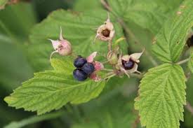 Image result for Rubus kirungensis