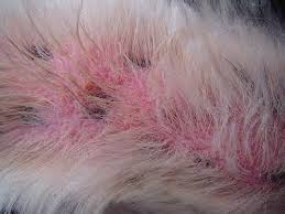 Dermatite Alergica A Picada Da Pulga