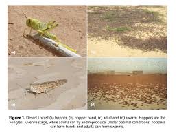 Locusts | Diseases and Pests, Description, Uses, Propagation