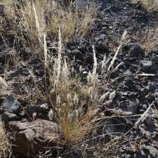 Image result for Enneapogon desvauxii