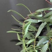 Image result for Santalaceae