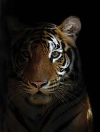 It is an apex predator, primarily preying on ungulates such as deer and wild boar. Bengal Tiger