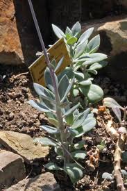 Image result for Kleinia grantii