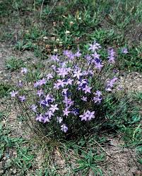 Image result for Wahlenbergia capitata