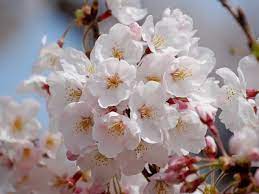 17 Facts You Probably Didn T Know About Sakura Tsunagu Japan Sakura Sakura Cherry Blossom Flowers