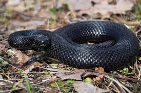 Snakes are known as messengers that can bring you important messages from the. The Curse Of The Black Snake