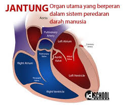 Sistem peredaran darah yang membawa c02 b. Urutan Peredaran Darah Besar Dan Kecil Idschool