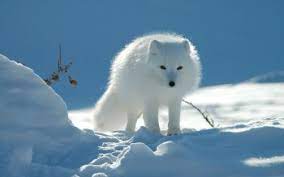 110 Arctic Fox Hd Wallpapers Background Images