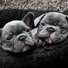 We got a new puppy!! Home Blue Frenchies Uk