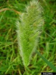 Image result for Polypogon