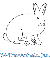 Characteristics range habitat diet life cycle behavior. How To Draw An Arctic Hare