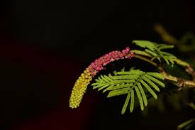 Image result for Dichrostachys