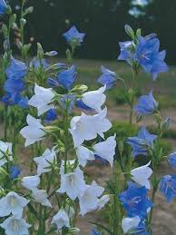 Campanula New Giant Bluestone Perennials Flowers Perennials Ground Cover Plants Flower Garden Plans