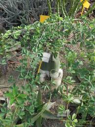 Image result for Adenia fruticosa