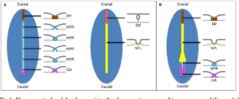 Notochord, flexible rodlike structure of mesodermal cells that is the principal longitudinal structural element of chordates and of the early embryo of vertebrates, in both of which it plays an organizational role in nervous system development. Pdf The Development Of The Human Notochord Semantic Scholar