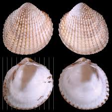 Image result for Dipcadi papillatum
