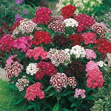 Check spelling or type a new query. Sweet William Single Mixed Seeds From Mr Fothergill S Seeds And Plants