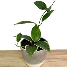 Image result for Carvalhoa macrophylla