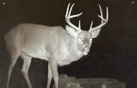 N3944 Little Pete Rd, Irving, WI 54615