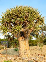 Image result for Aloidendron