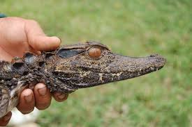 We did not find results for: The Second Smallest Member Of The Alligator Family The Smooth Fronted Caiman Is Native To The Amazon Basin Alligator Hunting Crocodiles Reptiles And Amphibians
