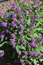 Image result for Buchnera keilii