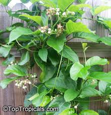 Image result for Mondia whitei