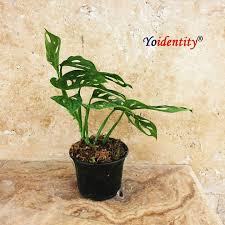 Check out our philodendron red heart selection for the very best in unique or custom, handmade pieces from our craft supplies & tools shops. Pin On Natural Air Purifier