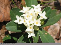 Image result for Thymelaeaceae